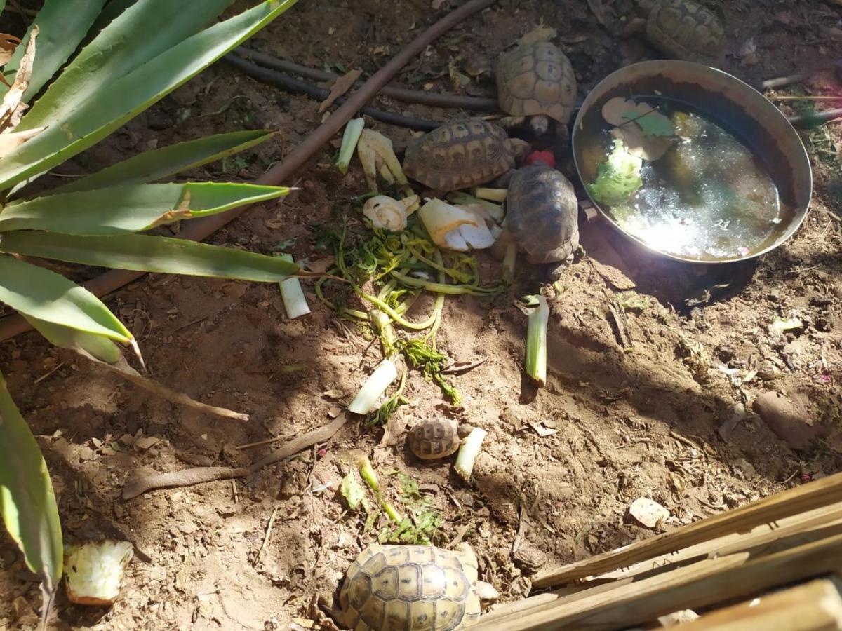 Lotus Turtle Garden Eilat Apartment Exterior photo